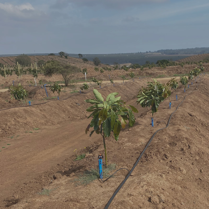 Sistema de Riego Localizado